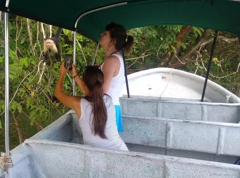Mono avistado en una isla del Lago Gatún durante un tour del Canal de Panamá